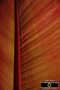 Abstract picture of an Abyssinian Banana Leaf. Find more cool pictures and wallpapers at FreePhotoCourse.com. © 2011, all rights reserved. 