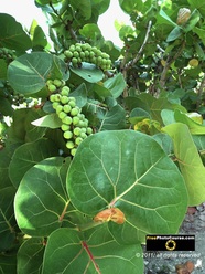 Close-up picture of a sea grape plant on a south Florida Beach. © 2011, FreePhotoCourse.com, all rights reserved.  Awesome beach pictures & wallpapers. Download free jpg, jpeg photos. 