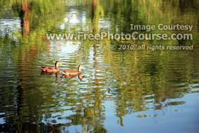 Picture of Ducks on Pond, © 2010, FreePhotoCourse.com  -  free digital pictures, computer desktop backgrounds, free online photography tips