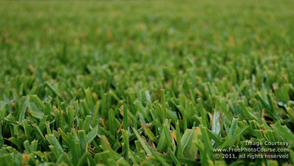Close-up picture of bermuda grass with short depth of field background blur effect.  Get this and more great free pictures and wallpapers at www.FreePhotoCourse.com.© 2011, FreePhotoCourse.com; all rights reserved.  