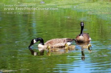 Picture of Mallard Ducks on Pond;  (c) 2009, FreePhotoCourse.com, all rights reserved 