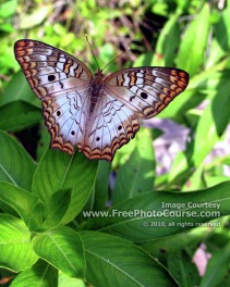 Picture of a Flordia 'White Peacock' Butterfly;© 2010, all rights reserved.  Check out more Free Wallpapers and Pictures at: www.FreePhotoCourse.com 