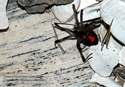 Picture of a black widow spider; red hourglass seen clearly on underside.  This and more cool free pictures available at http://www.FreePhotoCourse.com.© 2011, FreePhotoCourse.com; all rights reserved.  