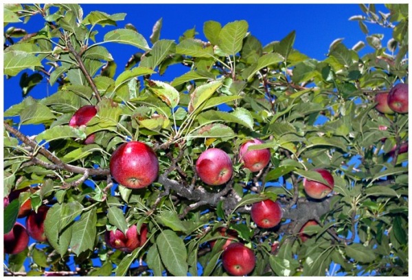 © 2010, FreePhotoCourse.com, all rights reserved.  Depiction: ripe apples growing on the tree in early autumn