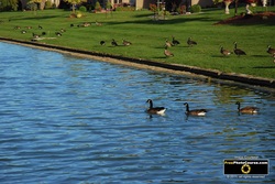Picture of Canada Geese on a Pond. Find more cool pictures and wallpapers at FreePhotoCourse.com. © 2011, all rights reserved. 
