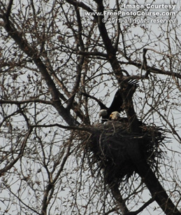 Picture of two bald eagles nesting in nature.  Picture courtesy http://www.FreePhotoCourse.com. © 2011, FreePhotoCourse.com, all rights reserved 
