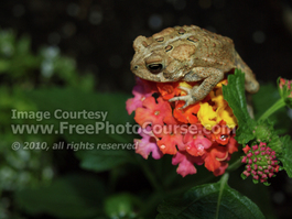 Picture of American Toad  Perched on Lantana Flower; © 2010, all rights reserved, FreePhotoCourse.com 