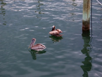 © 2010, FreePhotoCourse.com, all rights reserved.  Pelicans at a marina.  Example of photographic clutter.