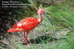 Picture of a scarlet ibis in the wild.  This and more amazing animal pictures and wallpapers for free at www.FreePhotoCourse.com. © 2011, FreePhotoCourse.com; all rights reserved. 