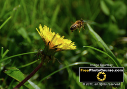 Cool high-res picture of a honey bee in flight. Find more cool pictures and wallpapers at FreePhotoCourse.com. © 2011, all rights reserved.  