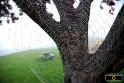 Amazing picture of a dew-covered spider web. Find more cool pictures and wallpapers at FreePhotoCourse.com. © 2011, all rights reserved.  
