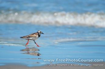 Ruddy Turnstone - Shorebird - and Reflection on Beach,  © 2010, Stephen J. Kristof, www.FreePhotoCourse.com, all rights reserved 