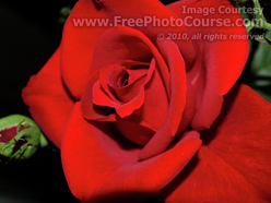 Picture of a Red Rose, © 2010, FreePhotoCourse.com  -  free digital pictures, computer desktop backgrounds, free online photography tips