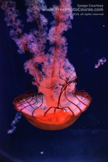 Lion's Mane Jellyfish swimming upside down. 'Cyanea Capillata';  © 2010, all rights reserved, www.FreePhotoCourse.com 
