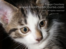 Picture of adorable kitten looking pensive; © 2010, all rights reserved.  Check out more Free Wallpapers and Pictures at: www.FreePhotoCourse.com 