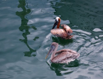 © 2010, FreePhotoCourse.com, all rights reserved.  Pelicans at marina - example of photographic simplicity and good composition.