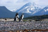 Picture of a Magellanic Penguin in Ushuaia, Argentina.  Honorable Mention featured in FreePhotoCourse.com 