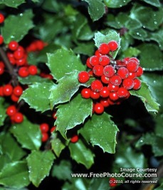 Picture of Christmas holly with berries - vertical for cell phone wallpaper;  © 2010, www.FreePhotoCourse.com, all rights reserved  