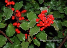 Picture of Christmas holly with berries; horizontal for desktop wallpaper; ©2010, www.FreePhotoCourse.com, all rights reserved. 