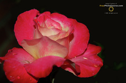 High Def picture of a Rose  -  © 2010, FreePhotoCourse.com  -  free digital pictures, computer desktop backgrounds, free online photography tips