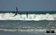 Picture of black skimmer birds flying along the ocean shoreline. © 2011, FreePhotoCourse.com, all rights reserved.  Awesome beach pictures & wallpapers. Download free jpg, jpeg photos.  