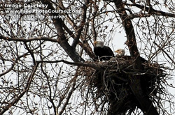 Picture of two Bald Eagles watching over eggs in large nest; free pictures from FreePhotoCourse.com. © 2011, FreePhotoCourse.com, all rights reserved 