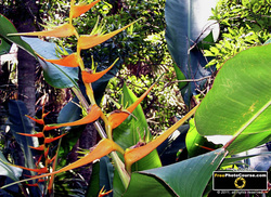 Picture of a Bird of Paradise flower.   © 2010, FreePhotoCourse.com  -  free digital pictures, computer desktop backgrounds, free online photography tips