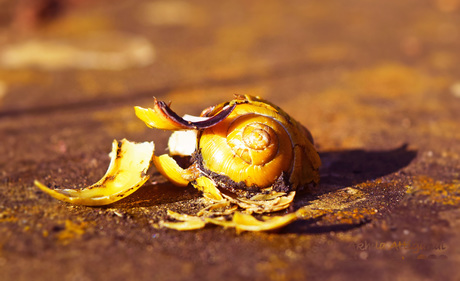 FreePhotoCourse.com Contributors' Gallery - Artistic Picture of a Broken Snail Shell bathed in warm amber light