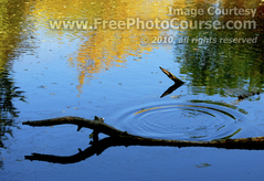 Picture of a Pond Reflection  -  © 2010, FreePhotoCourse.com  -  free digital pictures, computer desktop backgrounds, free online photography tips