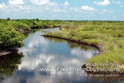 Wallpaper - Merritt Island National Wildlife Refuge, NASA protected area, Titusville, Florida - Florida Swamp - © 2010, FreePhotoCourse.com  