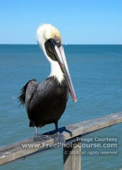 Picture of a brown pelican, central coastal Florida; © 2010, all rights reserved.  Check out more Free Wallpapers and Pictures at: www.FreePhotoCourse.com 