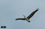 Awesome picture of a pelican flying overhead, sailing on the beach wind. © 2011, FreePhotoCourse.com, all rights reserved.  Awesome beach pictures & wallpapers. Download free jpg, jpeg photos. 