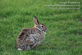 Picture of a common rabbit in a field.  Free pictures and wallpapers, courtesy of www.FreePhotoCourse.com. © 2011, FreePhotoCourse.com, all rights reserved 