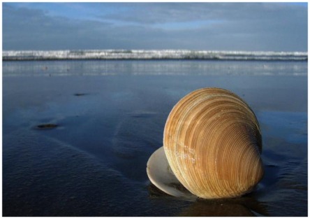 Picture of an open clam shell on Woodend Beach in New Zealand.  FreePhotoCourse.com publishes winning pictures sent-in by its visitors.