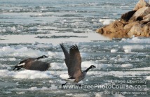 Picture of Canada Geese taking off  from icy water; © 2010, all rights reserved, FreePhotoCourse.com  