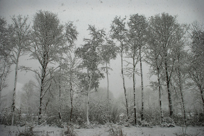 Picture of a snowy forest scene in Winter at a chalet near Amsterdam, NL. Featured in the 2010-11 Winter Challenge from www.FreePhotoCourse.com.  © 2011, all rights reserved; Photo Credit: Inbal Tur-Shalom   
