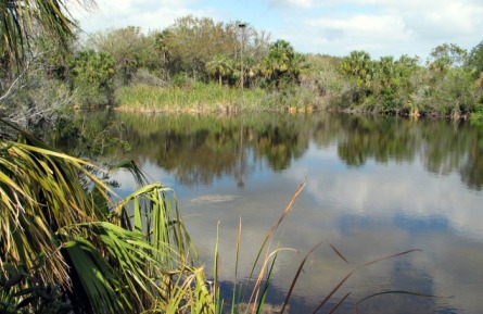 Merritt Island National Wildlife Refuge.  Picture of reflecting pond, palm trees, swampy area.