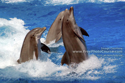 Picture of 3 Playful Dolphins standing and swimming backward. (c) 2006, FreePhotoCourse.com, all rights reserved