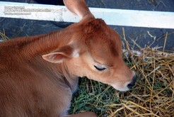 Picture of a Jersey Calf; © 2010, all rights reserved, FreePhotoCourse.com  