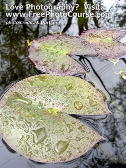 Picture: Raindrops, Lillypad, Reflection, Water - Fine Art Photography Tips and Lessons - Visit www.FreePhotoCourse.com, all rights reserved 