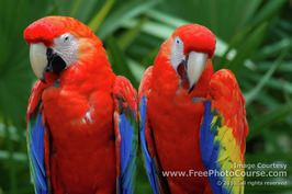 Pair of Macaw Parrots;  © 2010, all rights reserved.  Check out more Free Wallpapers and Pictures at: www.FreePhotoCourse.com 