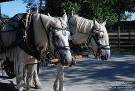 Picture of horses in bridles, about to pull wagon.  Superb high-res pictures and wallpapers for free at FreePhotoCourse.com. © 2011, FreePhotoCourse.com; all rights reserved. 