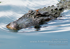 Picture of an American Alligator with a Red Dragonfly Hitching a Ride on its Head;  © 2010, all rights reserved.  www.FreePhotoCourse.com  