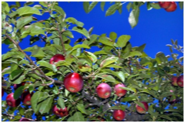 blurry picture of apples on an apple tree.  Used to illustrate how shaky camera use can blur your pictures.   FreePhotoCourse.com, all rights reserved.