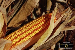 Picture of a Dried Corn Cob  -  © 2010, FreePhotoCourse.com  -  free digital pictures, computer desktop backgrounds, free online photography tips