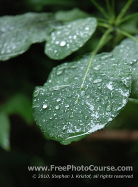 Raindrops on Leaf - © 2010, Stephen J. Kristof, www.FreePhotoCourse.com, all rights reserved 