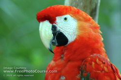 Close-up Bird Picture; Red Macaw Parrot; © 2010, all rights reserved.  Check out more Free Wallpapers and Pictures at: www.FreePhotoCourse.com  