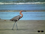 High res picture of a blue heron walking along the Atlantic ocean shoreline. © 2011, FreePhotoCourse.com, all rights reserved.  Awesome beach pictures & wallpapers. Download free jpg, jpeg photos. 