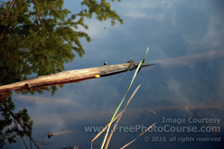 Picture of a Pond, Branches, Reflection - © 2010, FreePhotoCourse.com  -  free digital pictures, computer desktop backgrounds, free online photography course