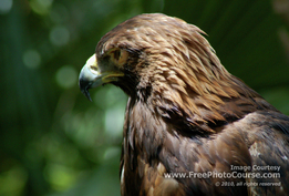 Picture of a Golden Eagle;  (c) FreePhotoCourse.com, 2008; all rights reserved